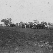 Ploughing at Westbrook State Farm, 1896